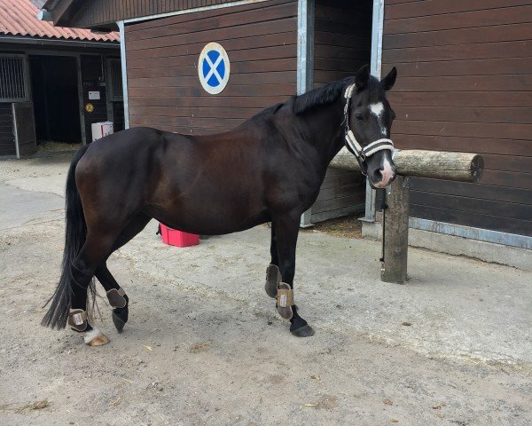 Pferd Candyra Lu (Deutsches Reitpony, 2004, von Nogger Lu)