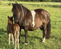 Zuchtstute Leanne van de Beekhoeve (Shetland Pony,  , von Rascal-h van de Wechterholt)