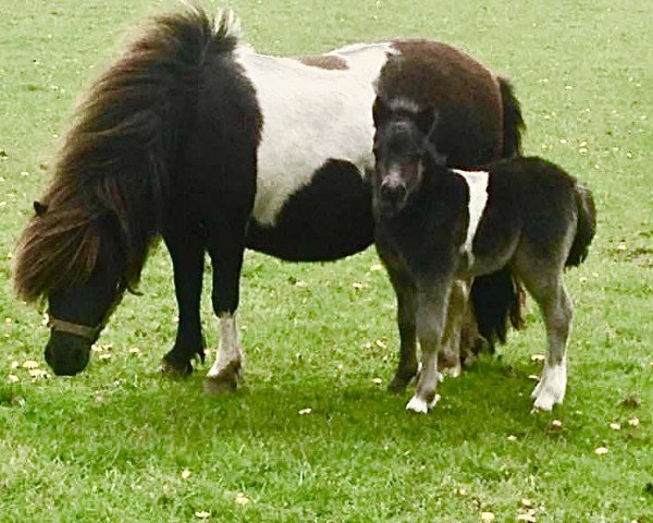 Zuchtstute Angel van de Wuus (Shetland Pony,  , von Lythwood Shamrock)