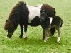 Zuchtstute Angel van de Wuus (Shetland Pony,  , von Lythwood Shamrock)