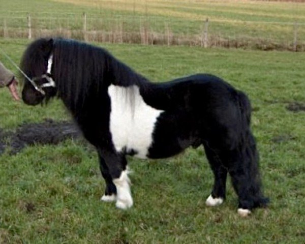 Deckhengst Lythwood Shamrock (Shetland Pony, 1995, von Lythwood Bambi)