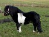 stallion Lythwood Shamrock (Shetland Pony, 1995, from Lythwood Bambi)