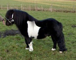 stallion Lythwood Shamrock (Shetland Pony, 1995, from Lythwood Bambi)