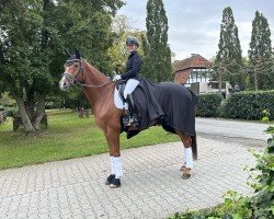 dressage horse San Antonio 28 (Hanoverian, 2014, from Spörcken)