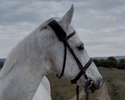 Pferd Smaragd (Deutsches Sportpferd, 1995, von Samenco II K)