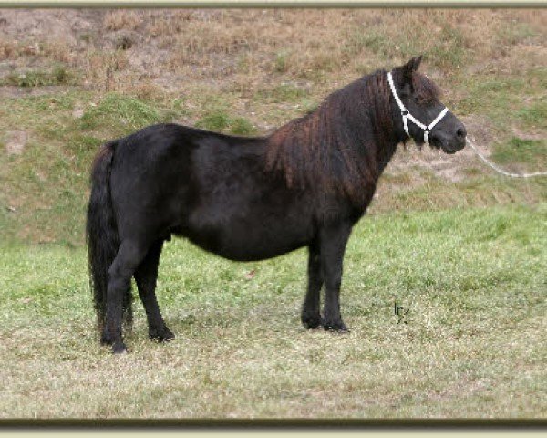 broodmare Bevrochie van de Bloemhof (Shetland Pony, 1987, from Nero van de Olde Maten)