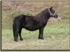 broodmare Bevrochie van de Bloemhof (Shetland Pony, 1987, from Nero van de Olde Maten)