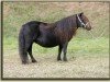 Zuchtstute Helga van de Bloemhof (Shetland Pony,  , von Balade van de Römer)