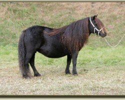 Zuchtstute Helga van de Bloemhof (Shetland Pony,  , von Balade van de Römer)