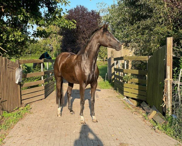 dressage horse Delila (Trakehner, 2020, from Goldschmidt)