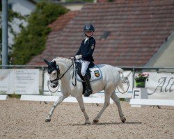 Dressurpferd Emluar Cheeky Charlie (Welsh Mountain Pony (Sek.A), 2016, von Nerwyn Telor)