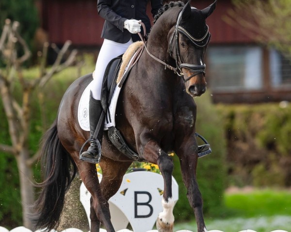 dressage horse Diana 97 (Hanoverian, 2017, from Dancier)