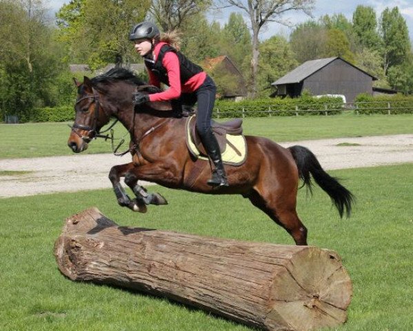 jumper Wolfskin 4 (German Riding Pony, 2006, from Werwolf)