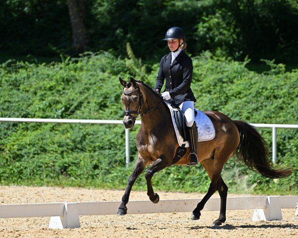 broodmare Coco de Luxe (German Riding Pony, 2011, from FS Champion de Luxe)