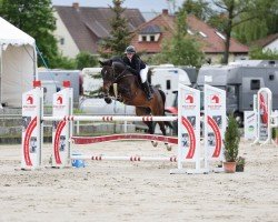 jumper Jim Knopf 141 (KWPN (Royal Dutch Sporthorse), 2014, from El Primero)