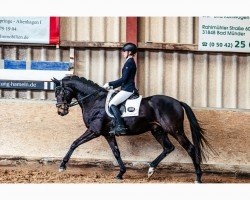 dressage horse Dark Chocolate M (Hanoverian, 2020, from Da Costa)