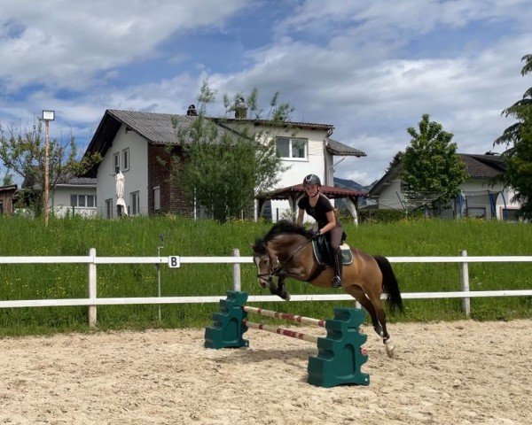 broodmare Chanel de Coco (German Riding Pony, 2020, from Herzkoenig NRW)