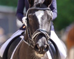 jumper Salina 161 (Hanoverian, 2013, from Stanley)