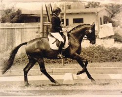 broodmare DSP Hofdame (German Sport Horse, 2008, from Hofrat)