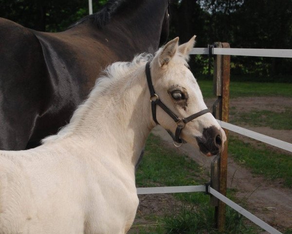 dressage horse Escara (German Riding Pony, 2021, from Diamond Touch NRW)