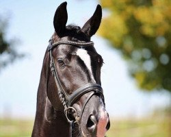 dressage horse Dark Secret 10 (Hanoverian, 2018, from De Beau)