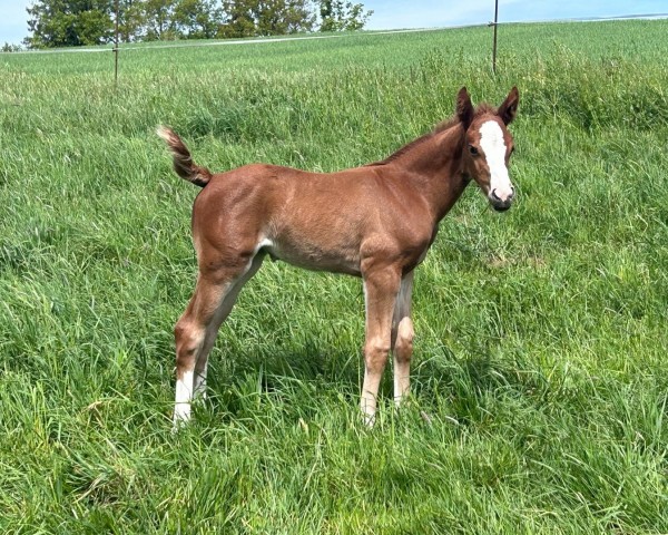 Fohlen von Kexi Hexi L (Österreichisches Warmblut, 2024, von Vigaro)