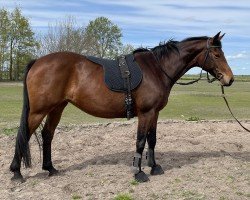 dressage horse Valentina (Trakehner, 2014, from Syriano)