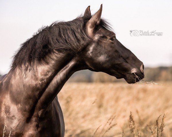 horse Marques (Pura Raza Espanola (PRE), 2010)