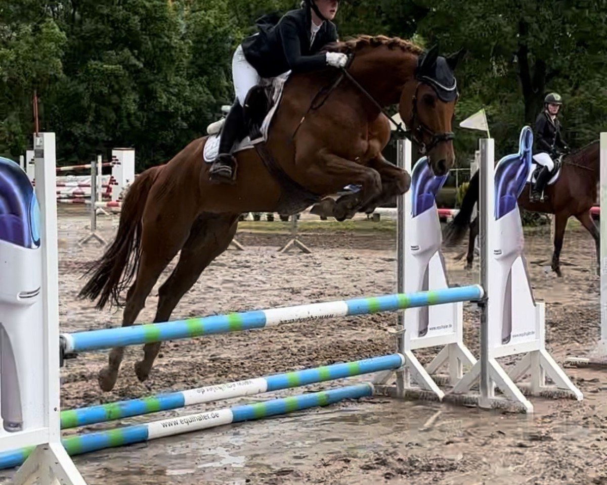 jumper Far Lap the Cloud Dancer (German Sport Horse, 2019, from Farewell III)