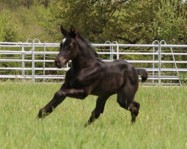 foal Joy (Quarter Horse, 2024)