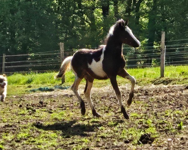 Pferd Jack (Quarter Pony, 2024)