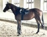 jumper Zirocco Rain (Zangersheide riding horse, 2019, from Zirocco Blue)