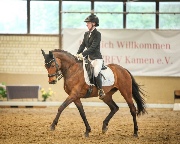 Springpferd Belissima NH (Deutsches Reitpony, 2010, von Silberschmied)