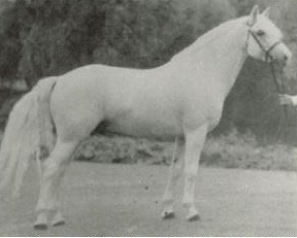 Deckhengst Marble (Connemara-Pony, 1966, von Rebel Wind)