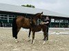 foal by Tofino H (Oldenburg show jumper, 2024, from Tobaro)