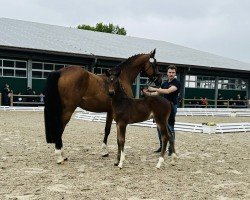 foal Tofino H (Oldenburger Springpferd, 2024, from Tobaro)