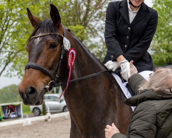 dressage horse LaBonita 11 (unknown, 2016)