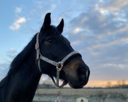 dressage horse Serafina 75 (Westphalian, 2013, from Savoy)