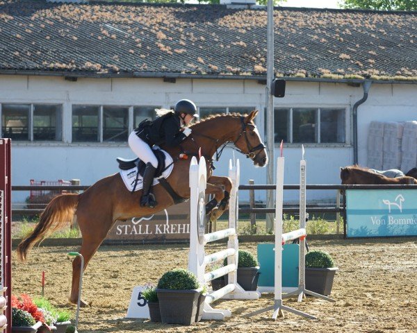 jumper Sir Shining (German Sport Horse, 2020, from Zinedream)