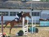 jumper Sir Shining (German Sport Horse, 2020, from Zinedream)