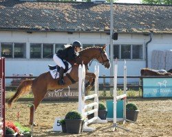 jumper Sir Shining (German Sport Horse, 2020, from Zinedream)