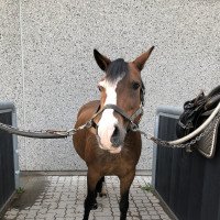 Pferd Best Bo (Welsh Pony (Sek.B), 2007, von Bellissimo)