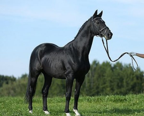 stallion Sanssouci (Trakehner, 1991, from Kostolany)