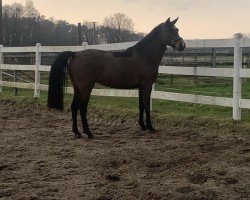 jumper Rueda Caliente (German Riding Pony, 2019, from Ronaldo Vom Schwarzbach)