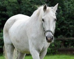 broodmare Acarla (KWPN (Royal Dutch Sporthorse), 1982, from Oldenburg)