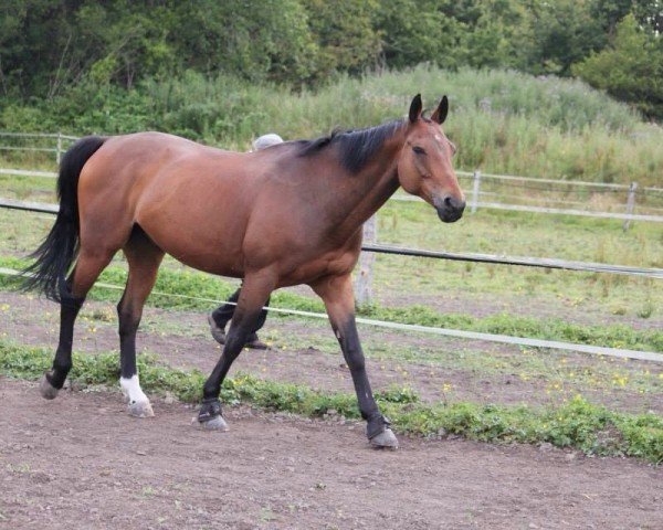 stallion Opium de Pleville (Selle Français, 2002, from Quidam de Revel)