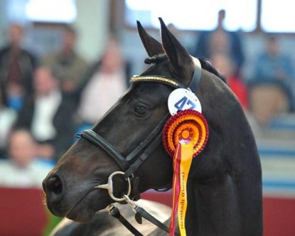 stallion Quaterstern (German Sport Horse, 2010, from Quaterback)