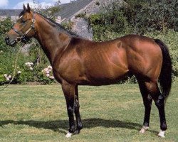 Deckhengst Fairy King xx (Englisches Vollblut, 1982, von Northern Dancer xx)