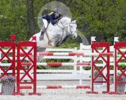 stallion Whitesnake (KWPN (Royal Dutch Sporthorse), 2003, from Cavalier)