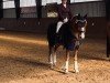 dressage horse Quadira L (German Riding Pony, 2017, from Quaterback's Junior)